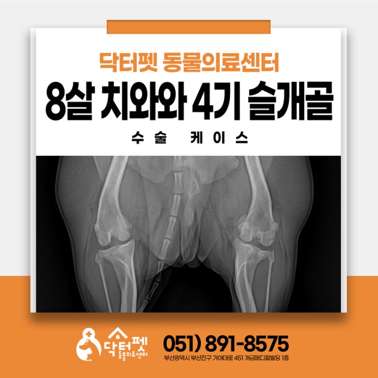  8살 치와와 슬개골탈구 4기 십자인대 파열까지 부산 강아지 수술 잘하는 동물병원