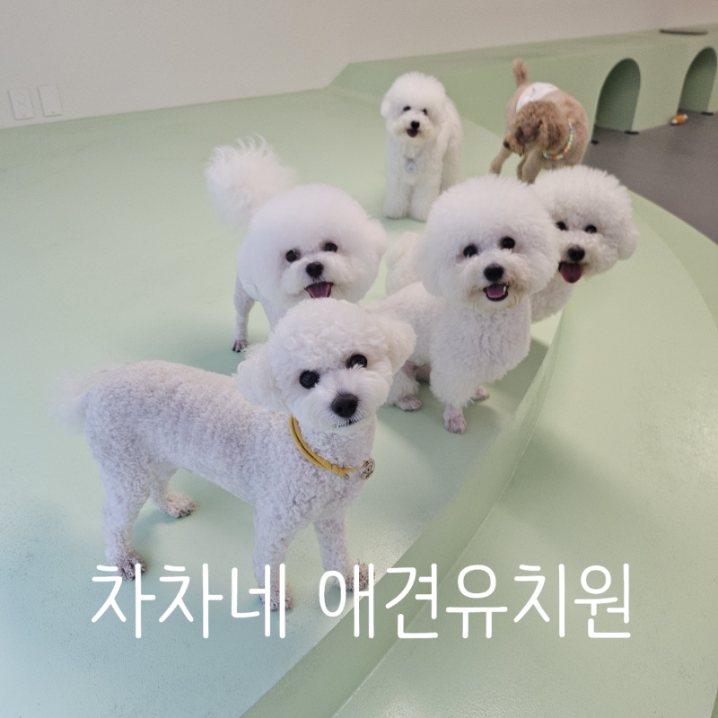 차차네유치원