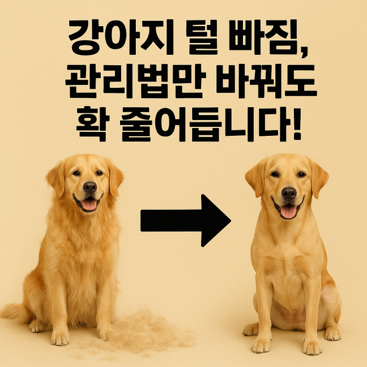   강아지 털 빠짐 줄이는 관리법｜집 안에 털 날리는 이유, 관리로 해결됩니다!
