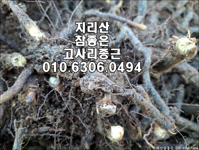 지리산뱀사골 고랭지 고사리종근의 뛰어난 활착력