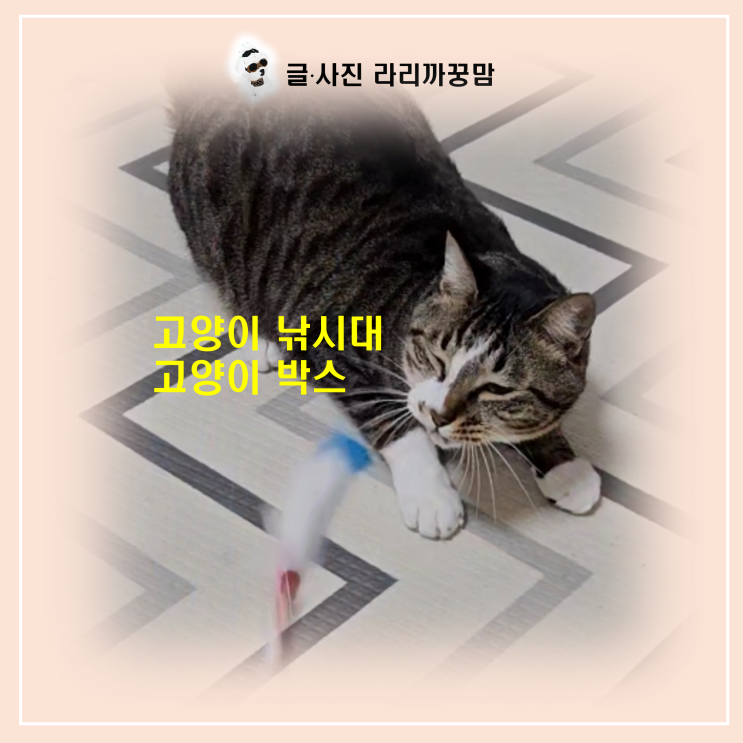  낚시대와 종이박스 좋아하던 수박이 지금은??