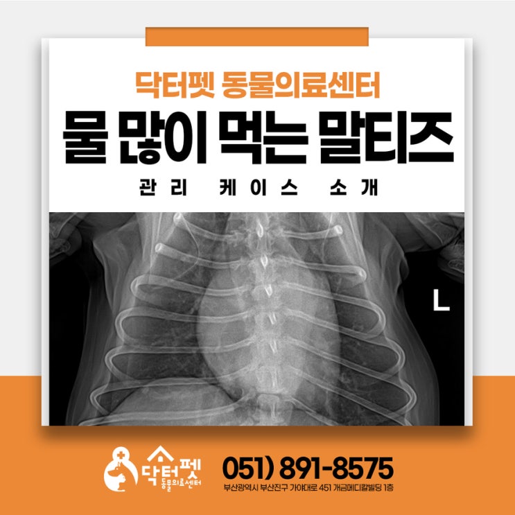  강아지가 물을 너무 많이 먹어요 10살 말티즈 부산 노령견 동물병원 심장 부신
