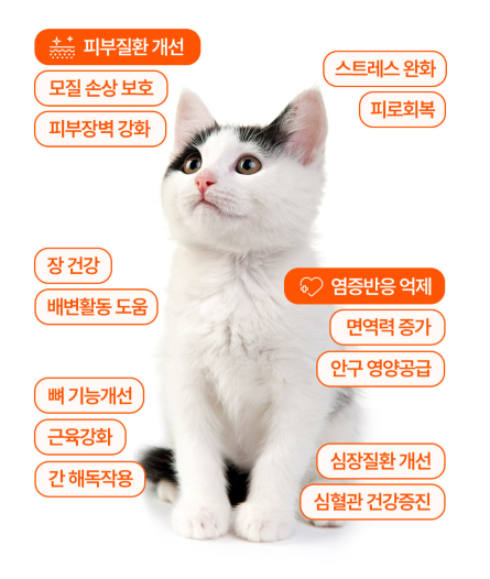 [내돈내산] 고양이 눈건강, 관절, 오메가3 짜먹영양제 엣츠 마싯츄 리포좀 글루타치온