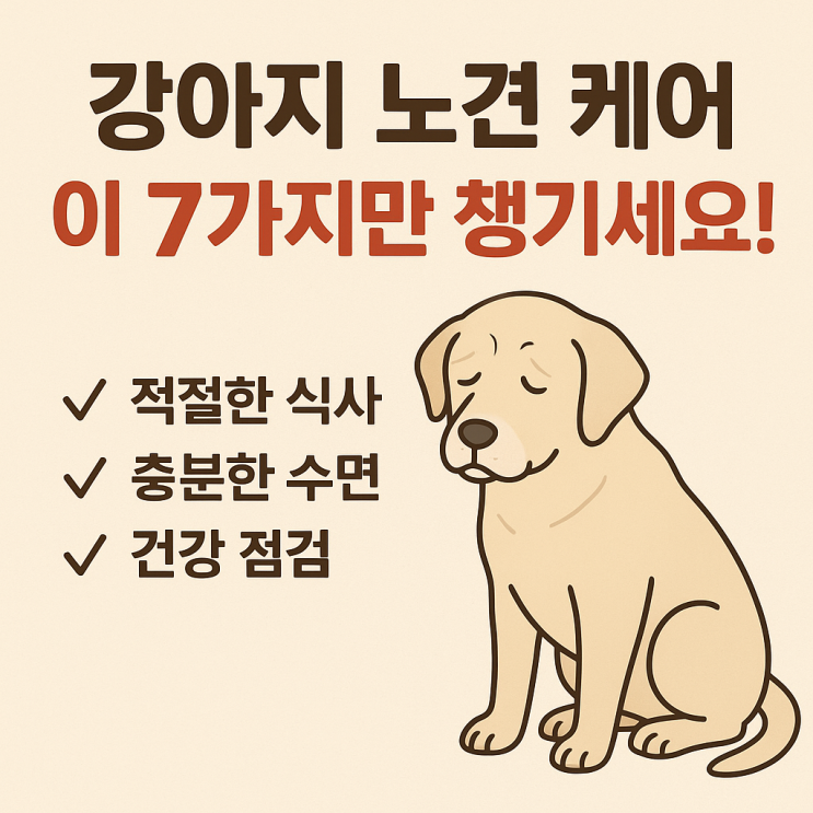   강아지 노견 케어 방법 총정리｜나이 들수록 관리가 더 중요합니다
