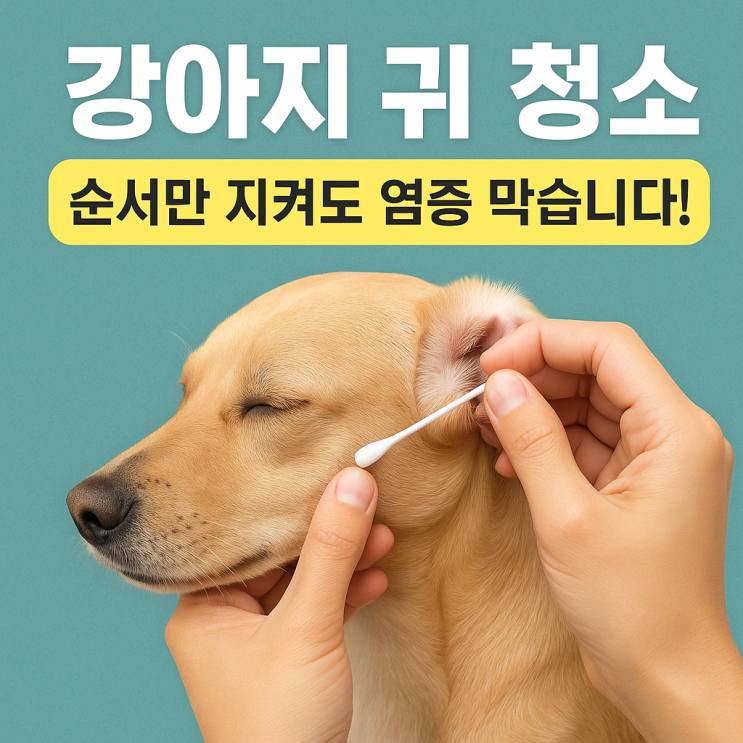   강아지 목욕 후 귀 청소하는 순서, 이 순서면 안전합니다