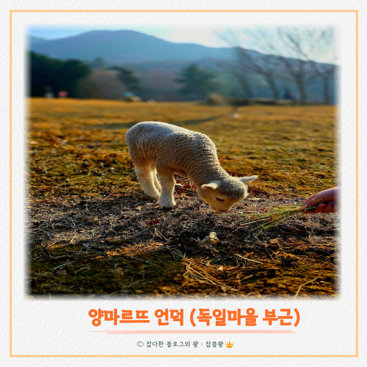  남해 양떼목장 양마르뜨 정보, 장점과 단점 후기는?