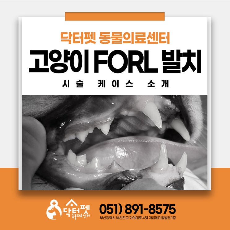  6살 아메리칸숏헤어 고양이 FORL 치아흡수성병변 스케일링 발치