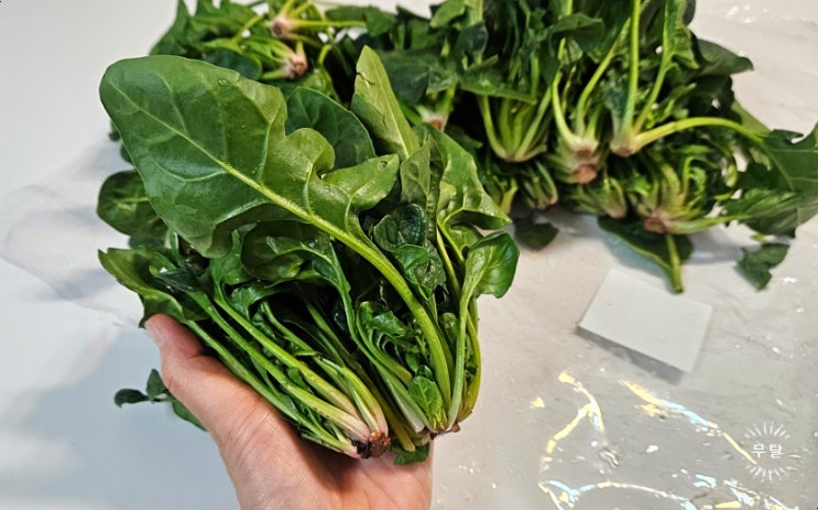  남해 시금치가 유독 맛있는 이유와 손질법