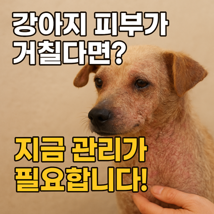   강아지 건조한 피부 관리법, 긁기 전에 꼭 보세요!