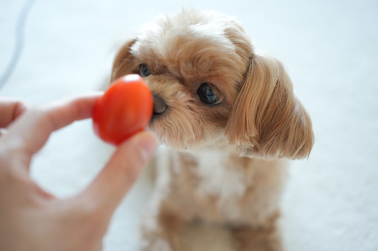  강아지 토마토 급여해도 될까요?