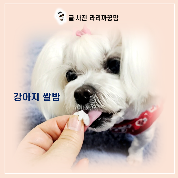  강아지 쌀밥 먹어도 될까? 12살 노견 꿍이 엄마가 알려주는 건강한 급여법과 주의사항