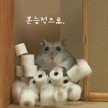  햄스터 배변훈련 가능한 동물일까? 햄스터의 공간 분리 습성 이해하기