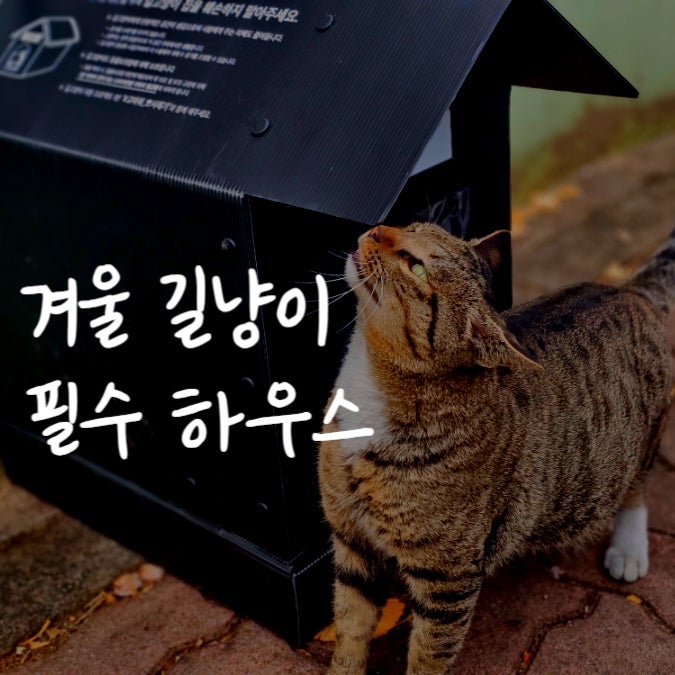 길고양이겨울집 뽀시래기 야외 방한방수 2단 하우스 설치 후기