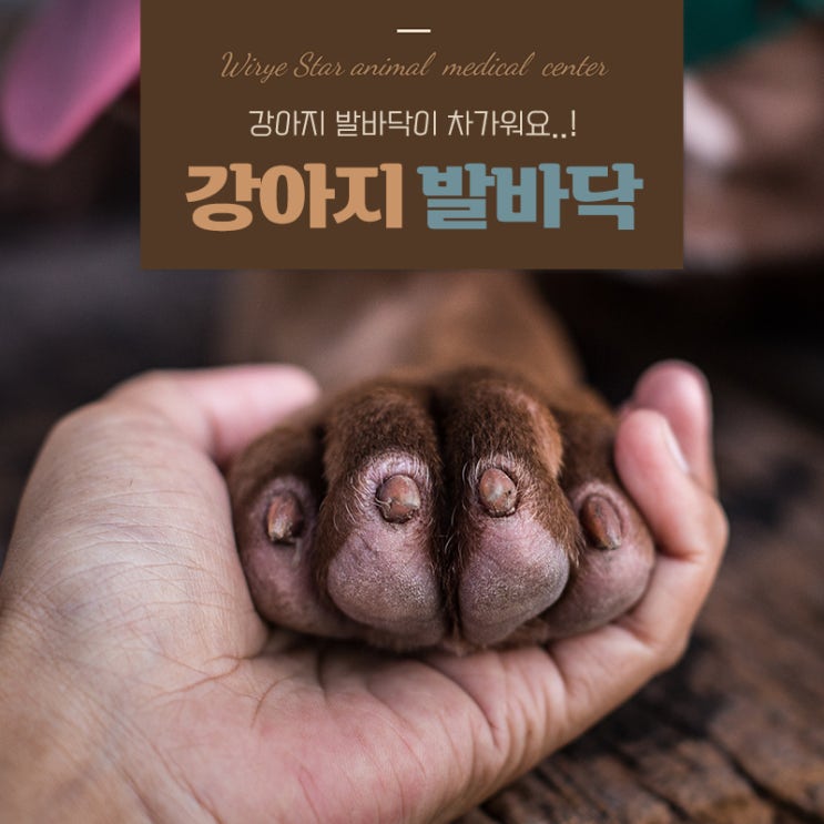  강아지 발바닥 차가움 원인이 뭘까? 단순냉각 vs 질병 신호?