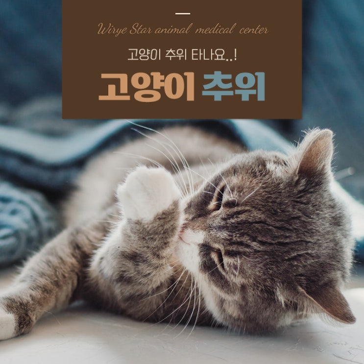  고양이 추위 잘 타나요? 겨울철 반려묘 건강관리 팁 5가지