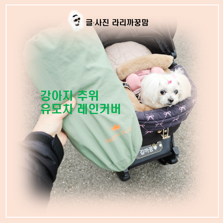  노령견 꿍이 보호자 추천! 바람 부는 날 체감 온도 5도 높이는 레인커버 활용법!