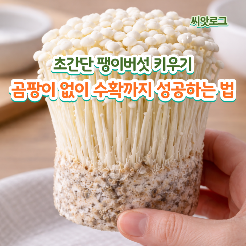 초간단 팽이버섯 키우기, 집에서 곰팡이 없이 수확까지 성공하는 법