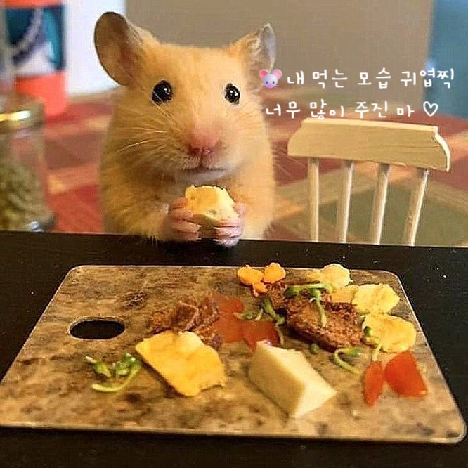  햄스터 먹이 주식부터 간식까지 A-Z 알아봐요