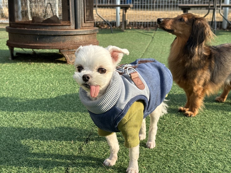  송파 애견호텔 라드독, 어질리티 교육은 이렇게 단계적으로 진행됩니다