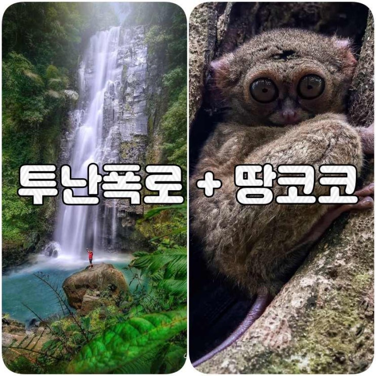  마나도 투난 폭포 + 탕코코 자연보호구역 데이투어