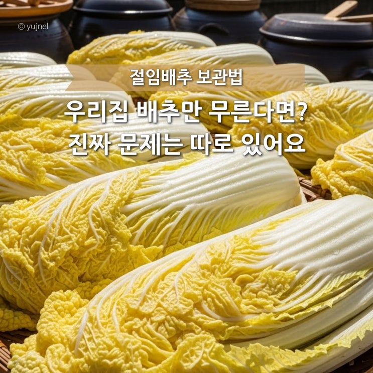  절임배추 보관법 그렇게 찾아봐도, 이거 모르면 소용없어요