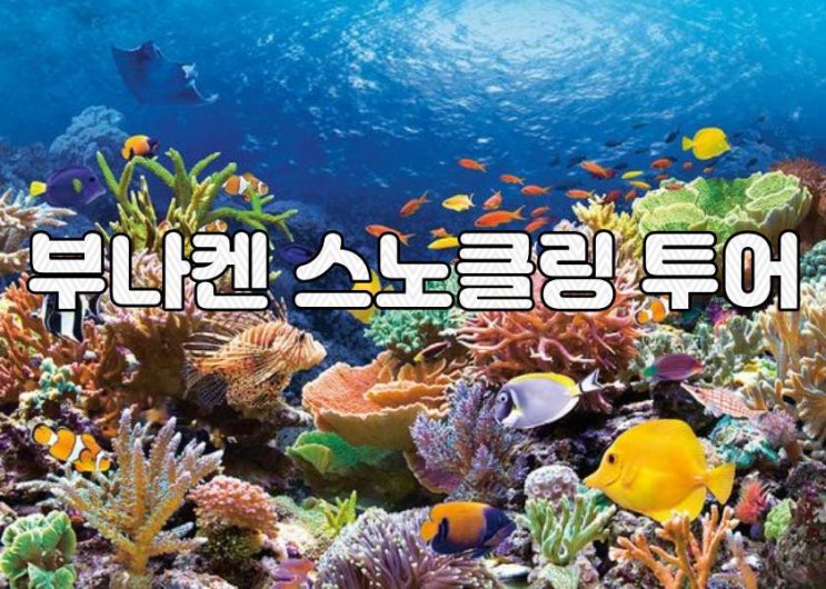  부나켄(뉴 부나켄) 데이투어 정보 정리