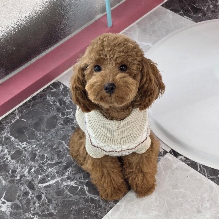  수정동애견미용학원｜학생 시기부터 준비하는 애견미용사 진로 전략
