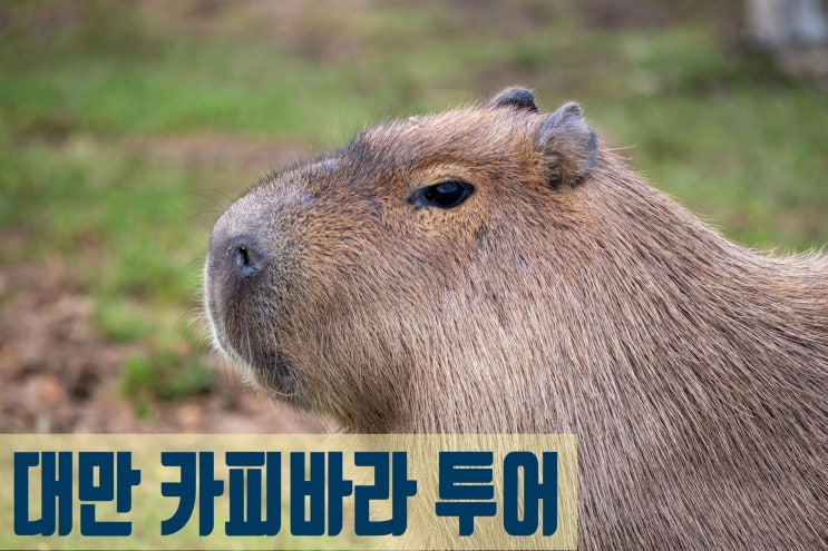  대만 이란투어, 타이베이 근교 카피바라와 즐기는 무해한 힐링 1일 코스 (하나투어 현지투어)