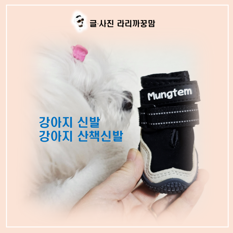  강아지 신발, 노령견 꿍이의 발바닥 패드와 관절을 지키는 필수 산책 아이템!