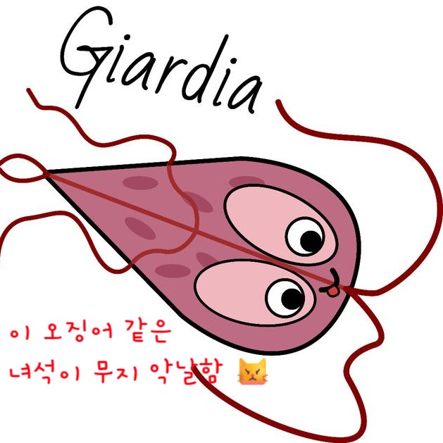  강아지 고양이 기생충 지알디아 인수공통감염 가능성 있어요