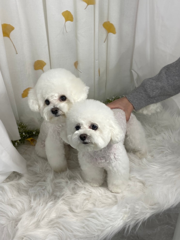  금호동애견미용학원에서 알려주는 애견미용자격증과 학원 선택 팁