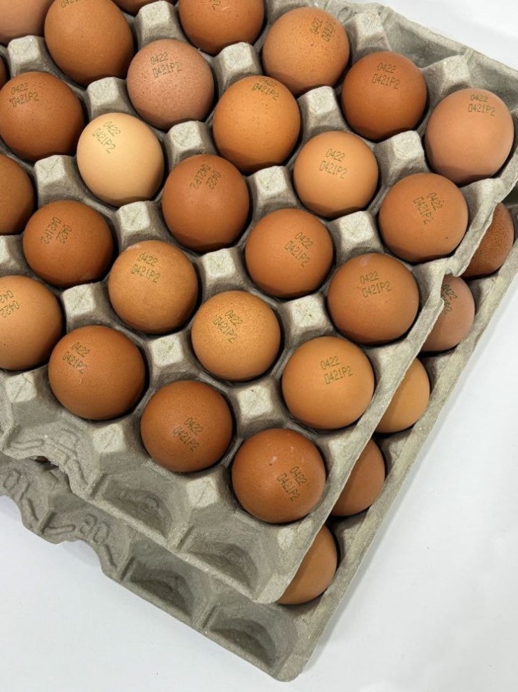  [파손보장] 구운계란 맥반석 계란 대란 렛츠에그 HACCP 60구 후기 - 실제 경험 공유