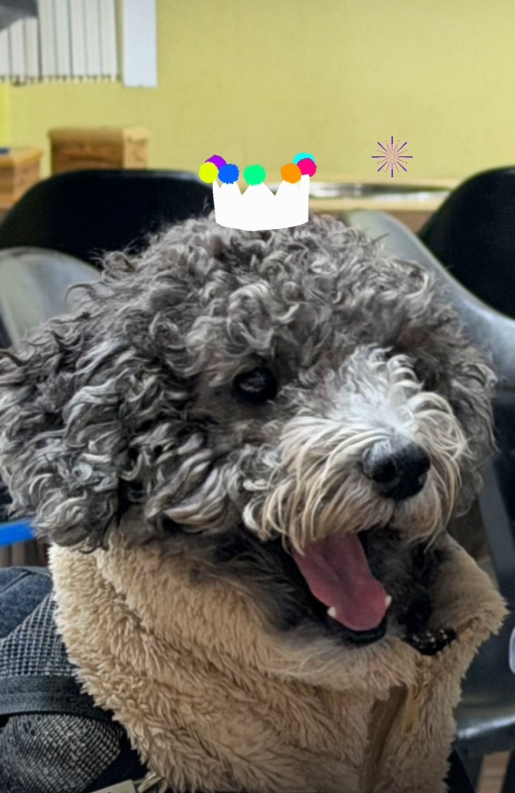  happy birthday 후추(feat.달서반려견놀이터)
