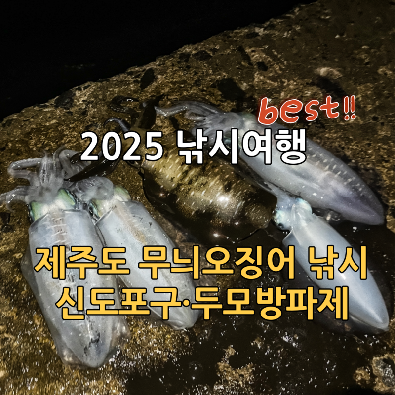 2025년 가장 기억에 남는 낚시여행 | 제주도 두모방파제·신도포구 무늬오징어 낚시
