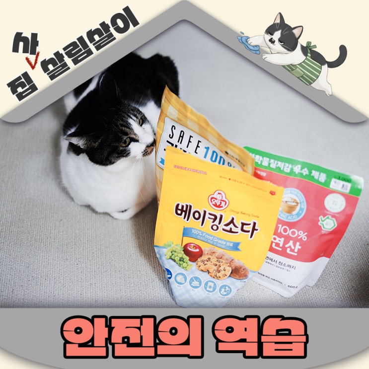  고양이집에서 조심해야할 살림템 - 정말안전할까요?