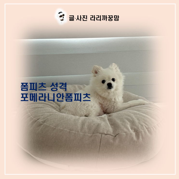  펫샵 구석의 기적, 11살 밤비! 강아지 종류 중 가장 영리한 폼피츠의 반전 매력과 폼피츠 성격 완벽 분석!