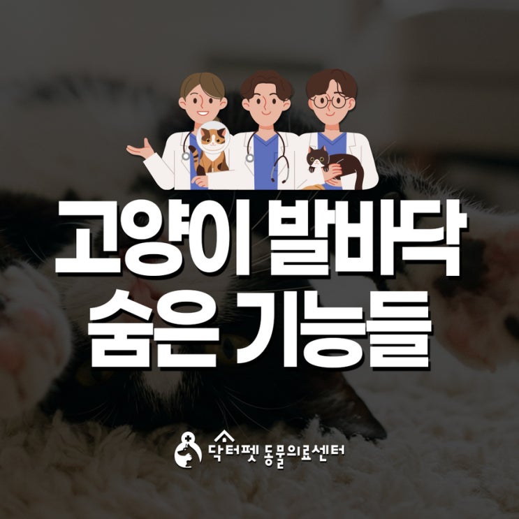  고양이 발바닥에 숨은 기능들? 오엑스로 풀어봐요 부산 고양이친화병원