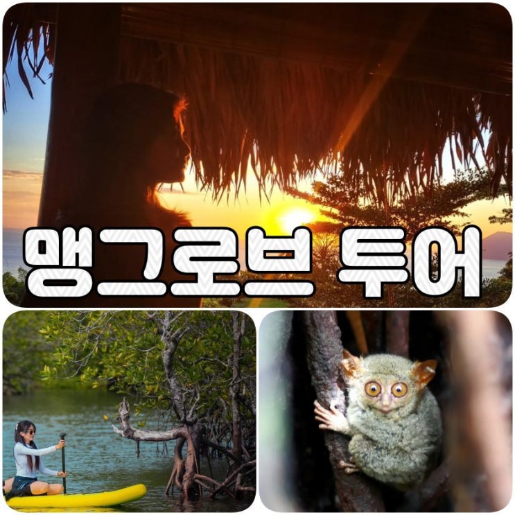  마나도 맹그로브 투어