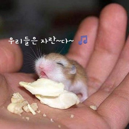  햄스터 생애주기 짧고 밀도 있는 삶