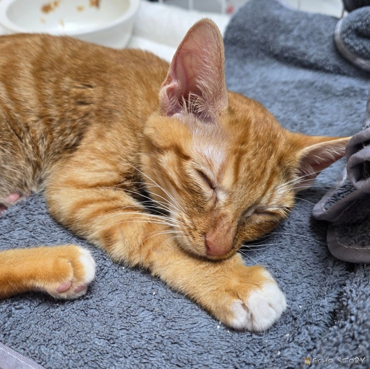  고양이 콧바람, 한숨처럼 보이는 진짜 이유