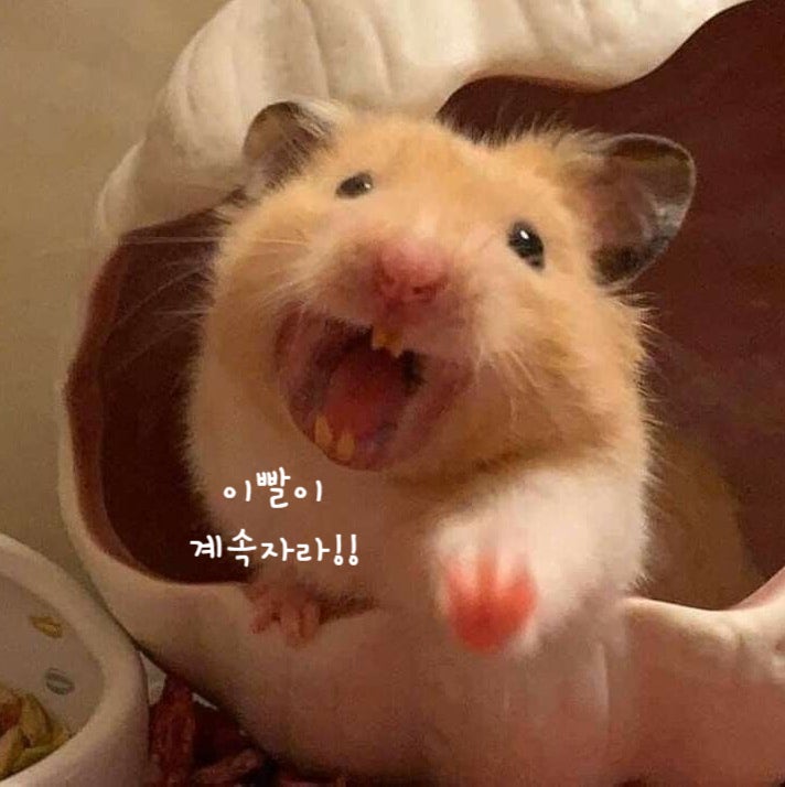  햄스터 이갈이 햄찌 이빨이 평생 자라!?