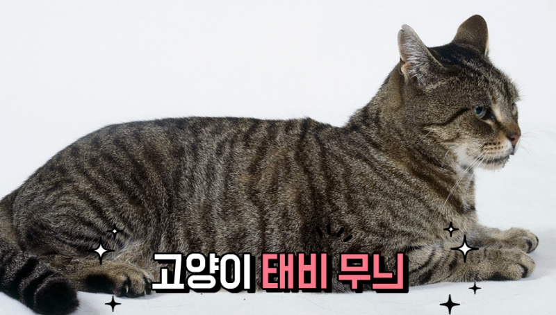 고등어 무늬의 유전적 비밀! 태비 고양이 / 고등어 고양이