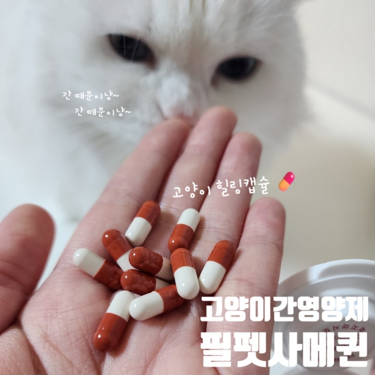  고양이 식욕부진 시 간영양제 고려해요