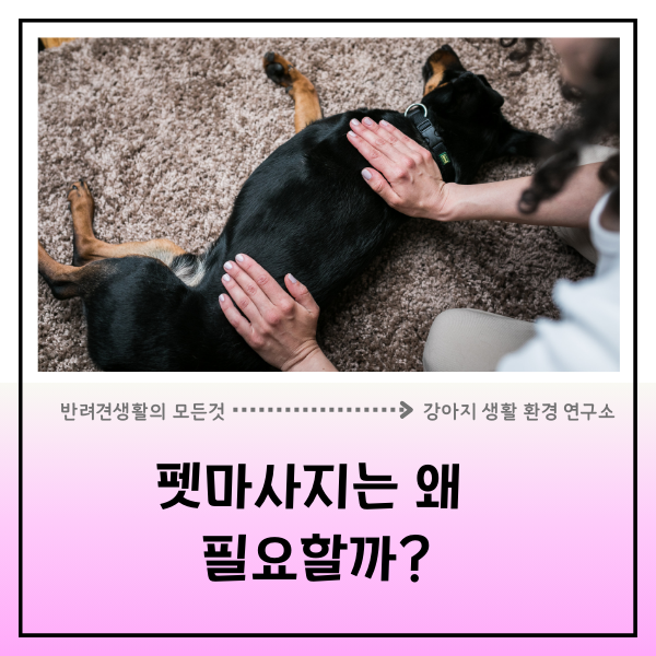  강아지 펫 마사지, 왜 필요할까? 행동, 면역, 노화까지 연결되는 이유