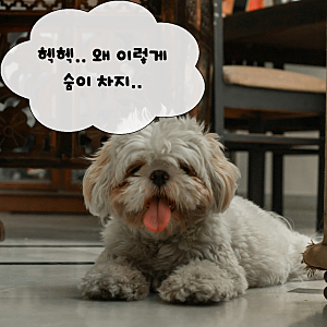강아지 과호흡, 숨이 너무 가빠요 집에서 먼저 확인해야 할 응급 체크법