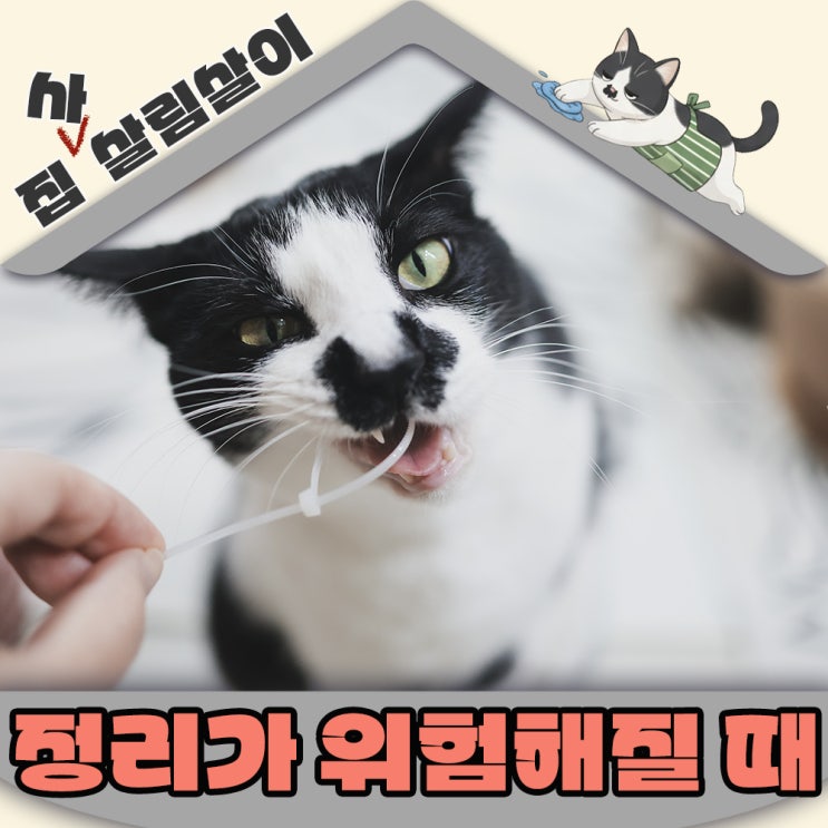  정리만 했을 뿐인데 더 위험해졌다면? 고양이집 안전관리