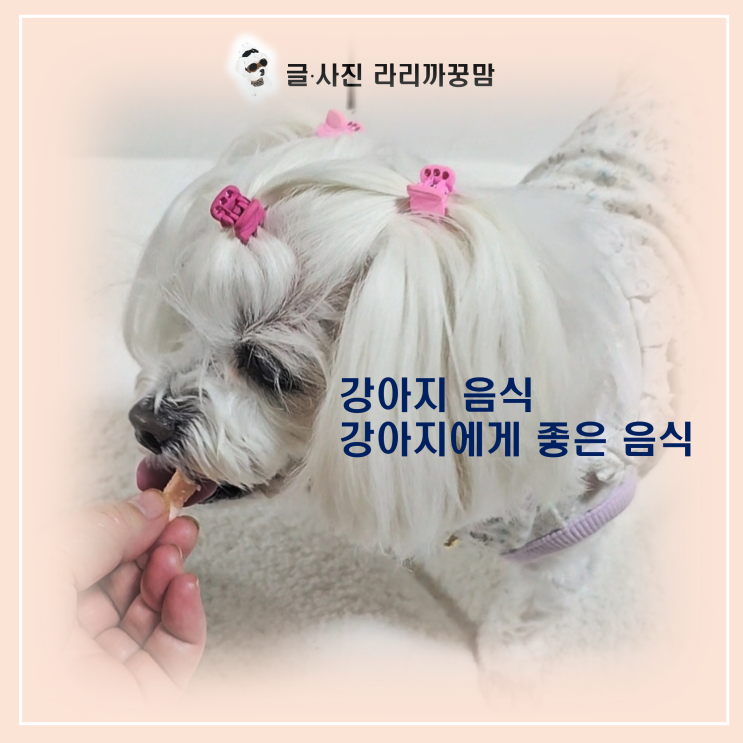 강아지에게 좋은 음식 TOP 5, 췌장과 간을 지키는 노령견 맞춤 식단!