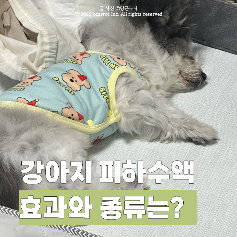 강아지 피하수액 효과 수액 종류 집에서