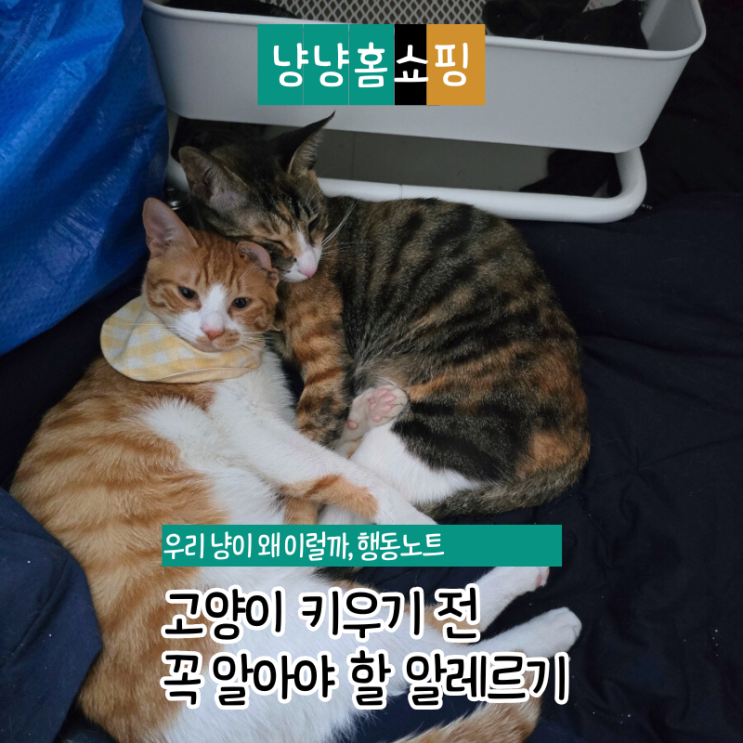  고양이 알레르기 증상 총정리, 키우기 전 꼭 알아야 할 사실