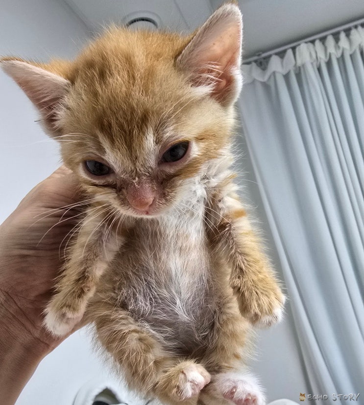  고양이 뒷목 잡기, 정말 다 안 좋은 걸까?